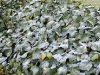 icy-leaves-by-leonard-coutin