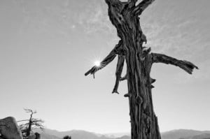 The GateKeeper Sequoia Nat Monument DSC_4768