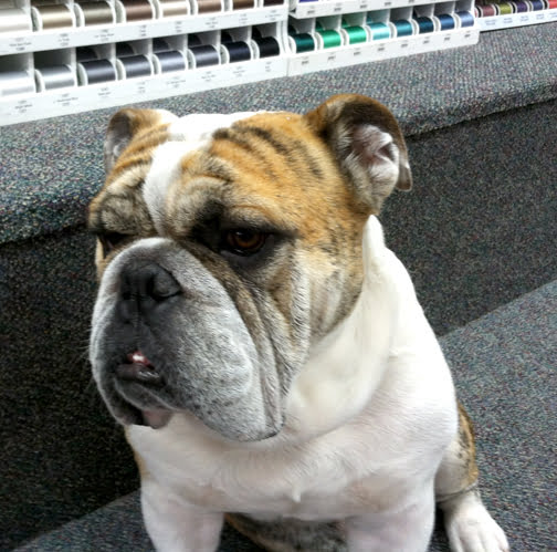 Mayhall’s beloved Stanley. Gotta love that face!