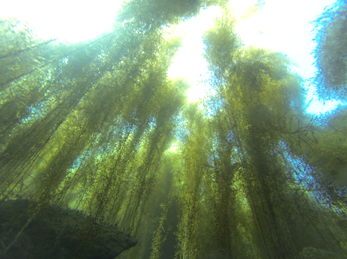 Devil weed (Sargassum horneri ) has overtaken some subtidal dive spots of Southern California.