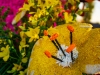 FLOATS-DSC00657