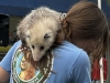 WRAP-Bob-the-opossum-climbs-over-the-back-of-Alissa-Lachance
