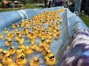 WRAP-Ducks-make-their-way-down-at-the-splash