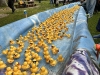 WRAP-The-ducks-race-down-the-lake
