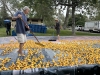 WRAP-The-ducks-were-rounded-up-for-the-first-heat