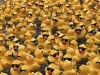 WRAP-Thousands-of-ducks-prepared-to-race