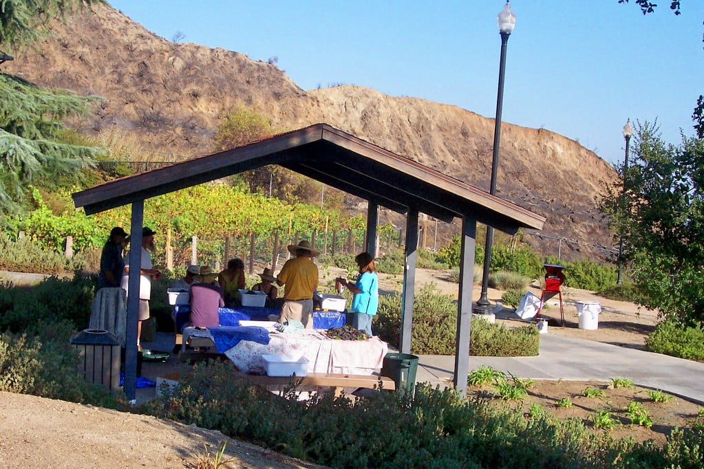 Wine makers harvest at Deukmejian Park