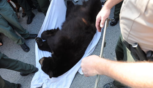 UPDATE 9:30 a.m.: BEAR