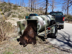 Bear Safely Relocated
