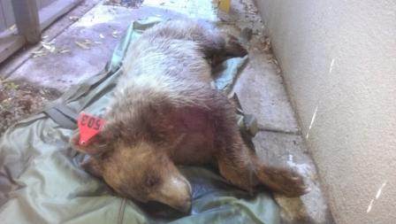 UPDATE: Bear in La Cañada