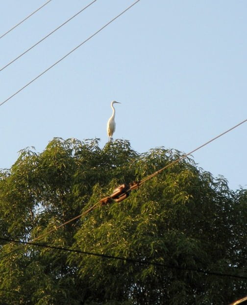 Big white bird in La Crescenta WEB