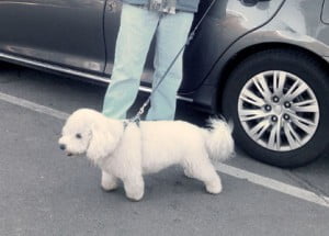 Photos by Mary O’KEEFE Charlie, a social poodle who is a regular at the CV Dog Park, strains at his leash to get to his favorite play place.