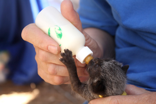 Pets, Fun and Music Found at Inaugural Summerfest