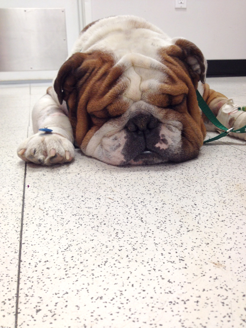 For the Love of Gordon