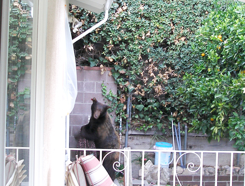 Photo courtesy of Mike BALDWIN  The sound of a bear enjoying a dip in the pool of Whiting Woods residents Mike and Carol Baldwin drew the couple to their backyard. There they found a bear just exiting their pool and heading to the back wall. 