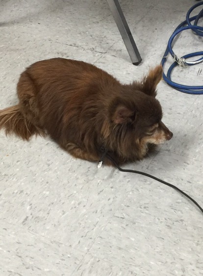 BREAKING: Found Dog Transferred to PHS