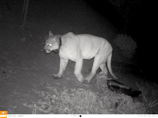 mountain lion for jump page