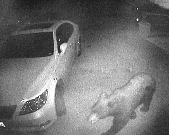 What Lurks Under Your Hood?