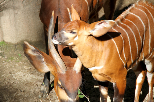 Baby Bongo Born at LA Zoo