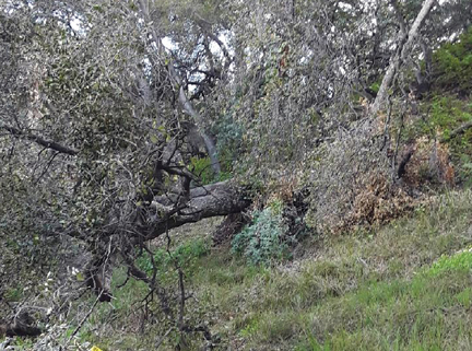 Neighbors Deal with Dilemma of Damaged Trees