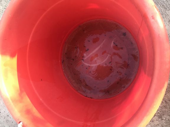 Protecting Yourself in Mosquito Season