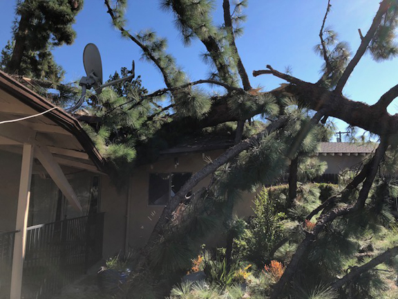 Power Outages, Fallen Trees Result from Wind