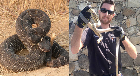 Warm Weather is Rattlesnake Season
