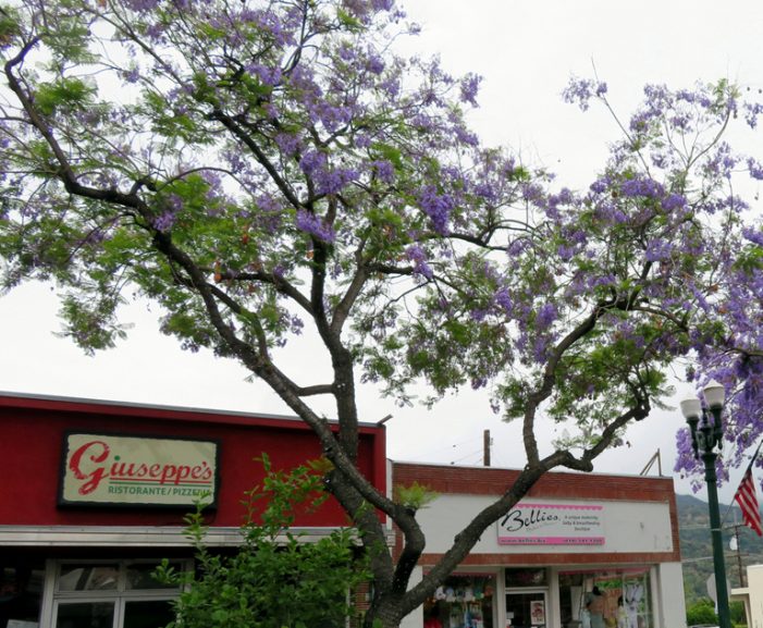 Meters, Vendors Discussed by Council