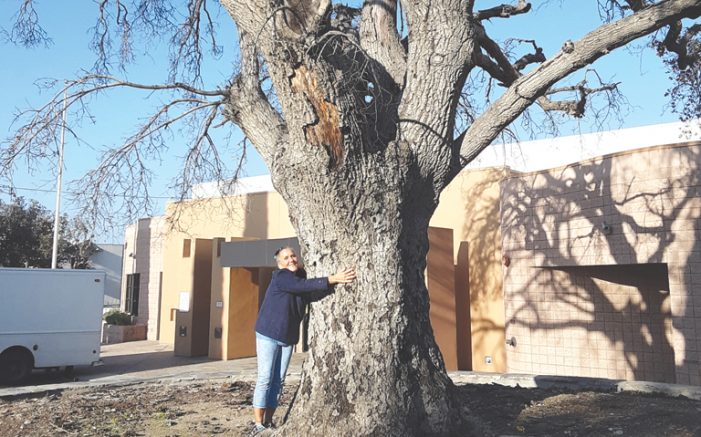 Local Tree Ends Its Watch