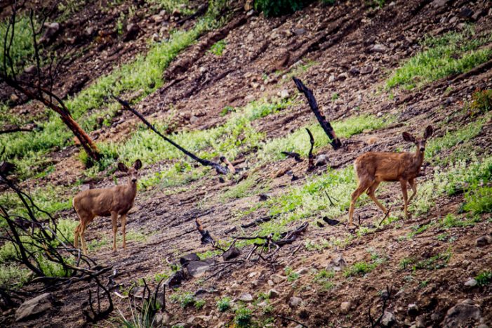 Australia Wildfires Through a Local Lens