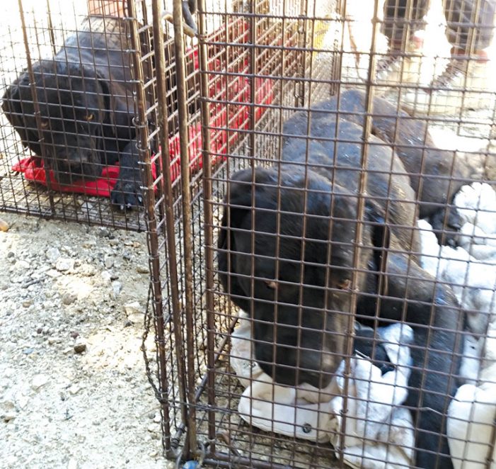 Three Lost Dogs Find a Champion