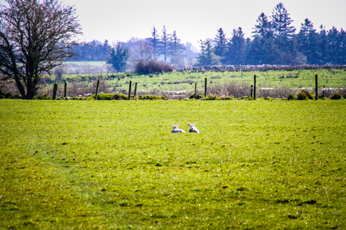 Remembering Earth Day 2020