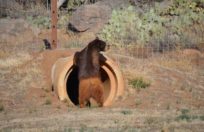 The Bear That Can’t Be Forgotten