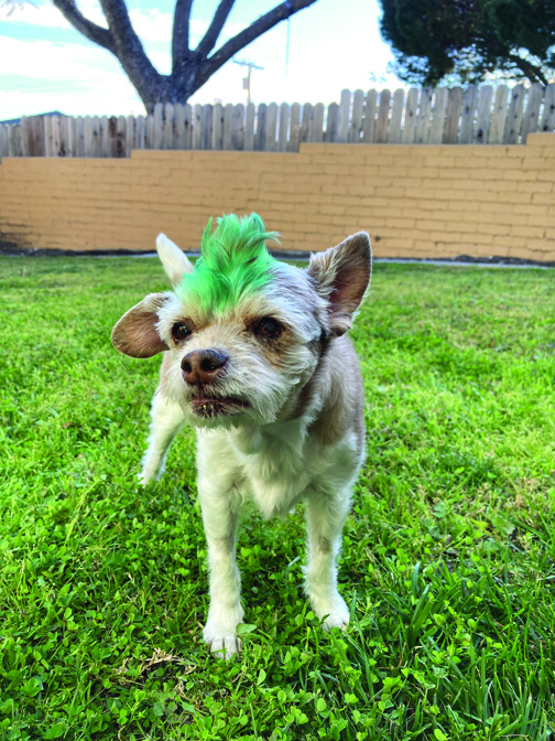 Local Pooch Hoping to Win A Big Prize