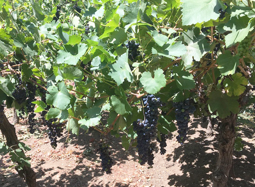 Not All is ‘Rosé’ at Deukmejian Not All is ‘Rosé’ at Deukmejian