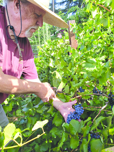 Harvest Time at Deukmejian