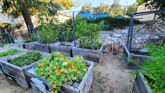 Lions Club Grant Funds Facelift for Community Garden