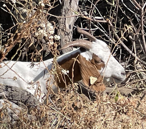 Goats Dispatched to Prevent Wildfires
