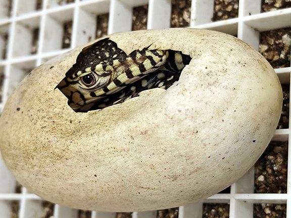 Los Angeles Zoo Celebrates First-Ever Perentie Hatchlings