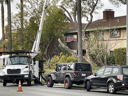 Removal of Trees Add to Glendale Gardens Controversy