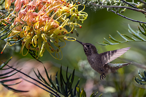 Woodbury University Hosts Michael Dee’s Peaches & Cream