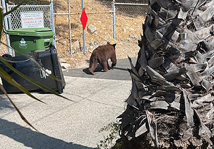 There are Bears (and More) Out There