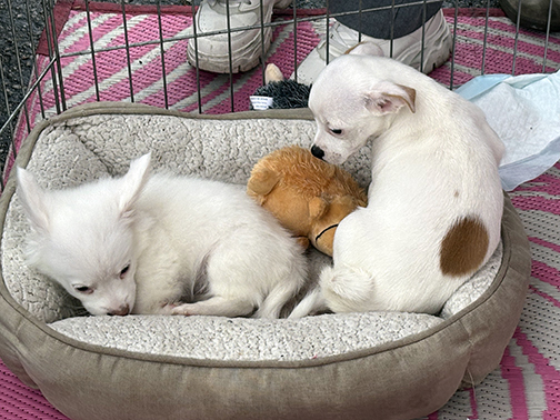 Community Comes Out for Neighborhood Pet Store Day