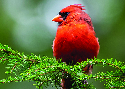 Adria Navarro, PhD – USC Verdugo Hills Hospital, Community Resource Center for Aging