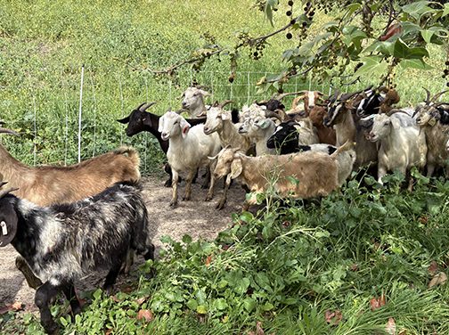Goats: Keeping Glendale Fire-safe – One Blade of Grass at a Time