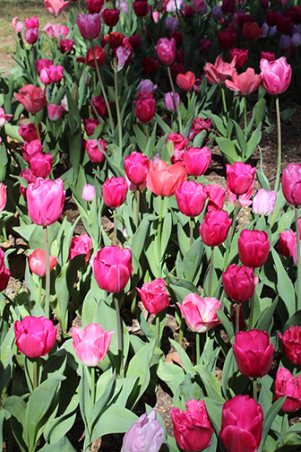 Come to Your Senses at Descanso Gardens