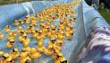 Driving You Quackers – the Kiwanis Club of Glendale’s Annual Duck Splash
