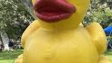 Kiwanis of Glendale Celebrate Successful Duck Splash