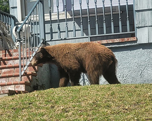 A Bear Visits La Crescenta