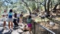 Party Goats are Ready – Brush Clearance and Wildfire Prevention